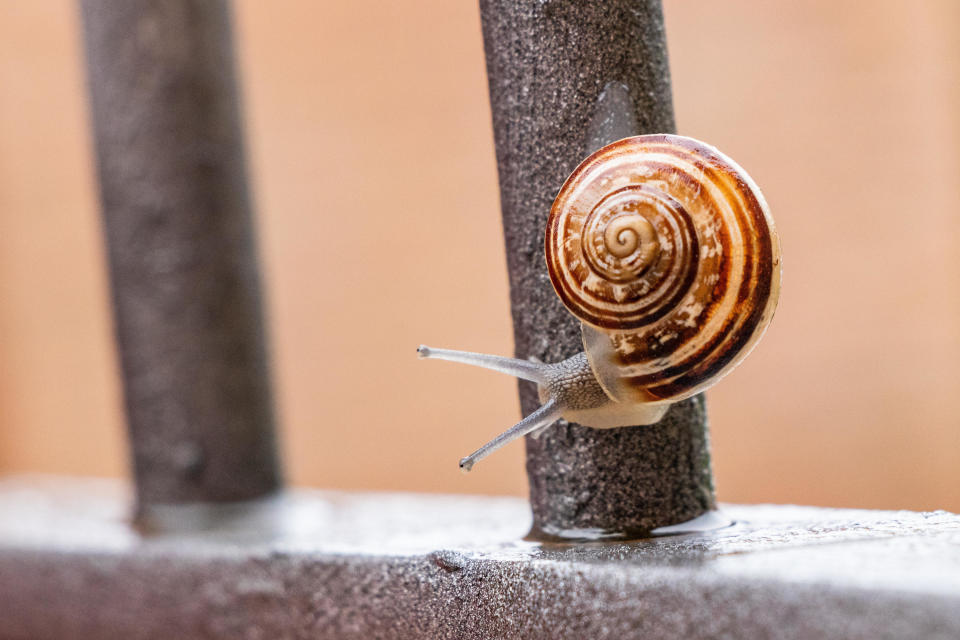 Closeup of a snail