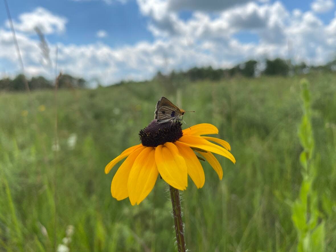 The Assiniboine Park Conservancy successfully released 191 critically endangered Poweshiek skipperling butterflies in southeastern Manitoba this summer. In 2018, there were only 100 of the butterflies in Canada. (Submitted by the Assiniboine Park Zoo - image credit)