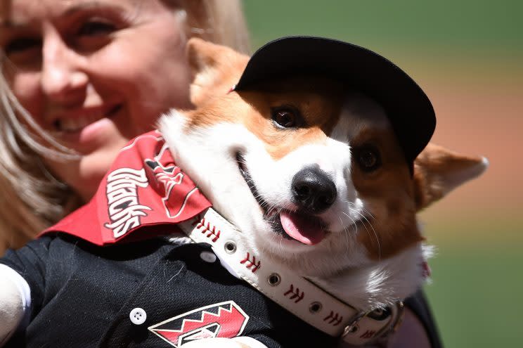 Get ready to see more dogs at the ballpark in Lynchburg. (Getty Images)