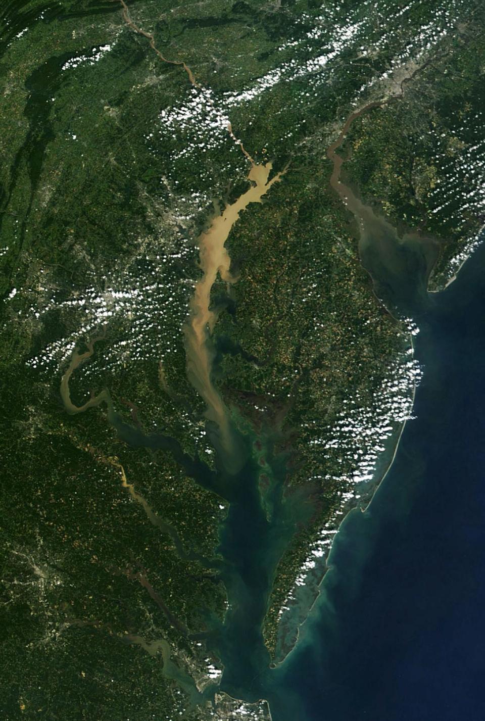 NASA satellite image of the Chesapeake Bay from September 2011 shows sediment washing from the Susquehanna River to south of the Bay Bridge.