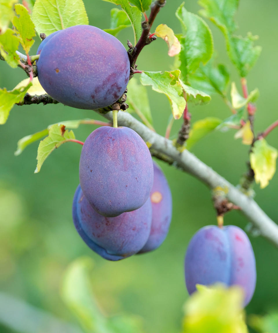 prunus damson