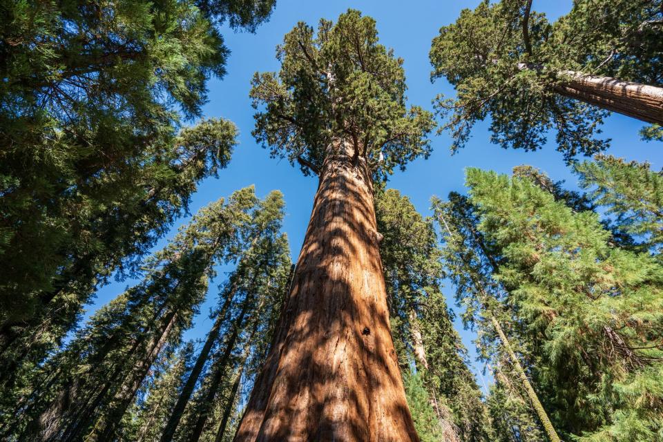 General Sherman Tree in Kings Canyon National Park, California