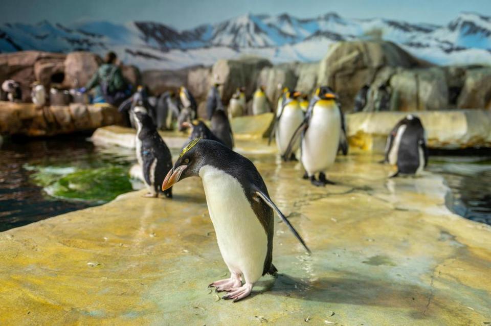 A Macaroni penguin along with a variety of other penguins are seen in their enclosure at the Helzberg Penguin Plaza on Wednesday, Feb. 8, 2023, at the Kansas City Zoo.