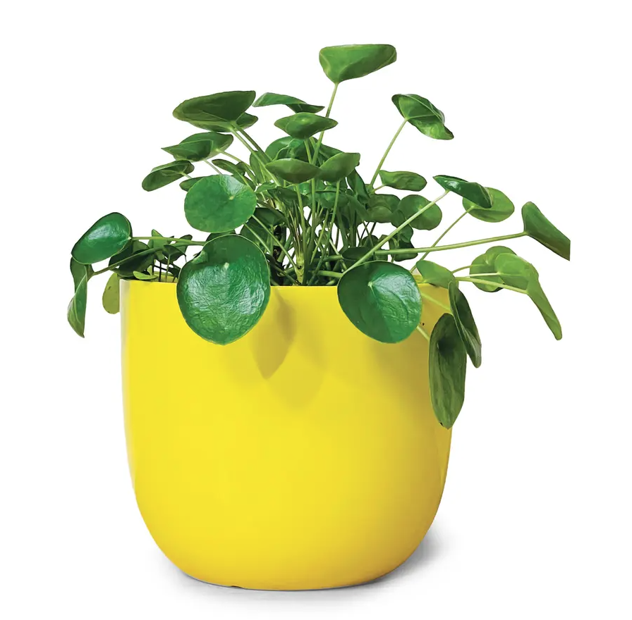 31) Glossy Ceramic Plant Pot