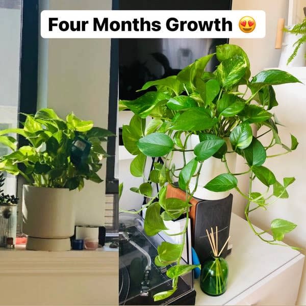 If you're looking for a plant that'll grow in most lighting conditions <i>and </i>looks stunning on shelves, you may want to check out this green gem. <br /><br /><a href="https://www.awin1.com/cread.php?awinmid=6220&amp;awinaffid=837483&amp;clickref=HPThingsMakePeopleThinkExpertPlantParent--60bf9219e4b04694aec40c23&amp;ued=https%3A%2F%2Fwww.etsy.com%2Fshop%2FBrumleyandBloom" target="_blank" rel="noopener noreferrer">Brumley and Bloom</a> is a woman-owned small business based in Michigan. They're known for their pretty houseplants and boho home goods. <br /><br /><strong>Promising review</strong>: "My golden pothos is perfect! It arrived quicker than I expected, it was packaged greatly, and didn&rsquo;t have any damage upon arrival! <strong>The plant was bigger than I expected, which was great. It even already had some beautiful vines growing!</strong>" &mdash; <a href="https://www.awin1.com/cread.php?awinmid=6220&amp;awinaffid=304459&amp;clickref=SHOPexpertplantparentforbes4-20-21-5929401|xid:fr1623169240967bcj&amp;ued=https%3A%2F%2Fwww.etsy.com%2Flisting%2F798703857%2Fgolden-pothos-epipremnum-aureum-devils" target="_blank" rel="nofollow noopener noreferrer" data-skimlinks-tracking="5929401" data-vars-affiliate="AWIN" data-vars-campaign="SHOPdurable-air-purifying-plants-for-indoor-pollution-forbes-11-18-20-5772559-" data-vars-href="https://www.awin1.com/cread.php?awinmid=6220&amp;awinaffid=304459&amp;clickref=SHOPexpertplantparentforbes4-20-21-5929401&amp;ued=https%3A%2F%2Fwww.etsy.com%2Flisting%2F798703857%2Fgolden-pothos-epipremnum-aureum-devils" data-vars-link-id="0" data-vars-price="" data-vars-redirecturl="https://bloomscape.com/plant-care-guide/pothos/" data-ml-dynamic="true" data-ml-dynamic-type="sl" data-orig-url="https://www.awin1.com/cread.php?awinmid=6220&amp;awinaffid=304459&amp;clickref=SHOPexpertplantparentforbes4-20-21-5929401&amp;ued=https%3A%2F%2Fwww.etsy.com%2Flisting%2F798703857%2Fgolden-pothos-epipremnum-aureum-devils" data-ml-id="8">Sophie<br /><br /></a><a href="https://www.awin1.com/cread.php?awinmid=6220&amp;awinaffid=837483&amp;clickref=HPThingsMakePeopleThinkExpertPlantParent--60bf9219e4b04694aec40c23&amp;ued=https%3A%2F%2Fwww.etsy.com%2Flisting%2F798703857%2Fgolden-pothos-epipremnum-aureum-devils" target="_blank" rel="noopener noreferrer"><strong>Get it from Brumley and Bloom on Etsy for $11.05+ (available in three sizes).</strong></a>