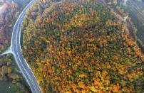 <p>A road runs through the middle of a forest in Duzce, Turkey.</p>