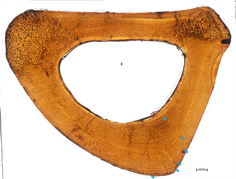 湖藍色的標記指向化石化骨骼橫截面上的生長停止線。在骨骼的外側，這些線條彼此更為接近，反映了每年的生長量較少。研究人員準確地計數了六條線，這意味著這個動物在死亡時年齡介於6至7歲之間。（圖／Holly Woodward）