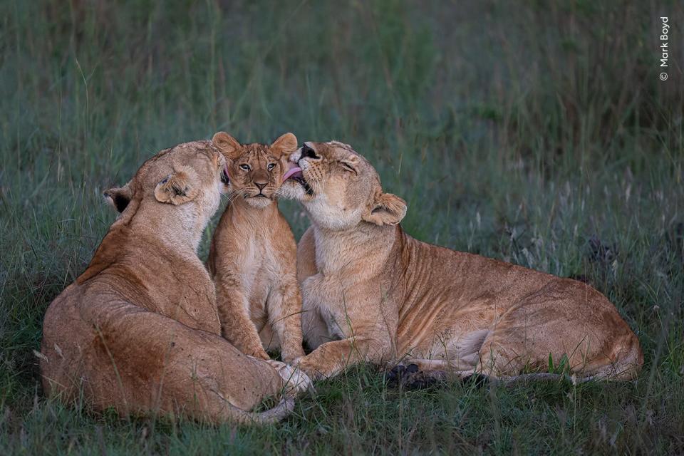lion parents lick either side of their cubs face
