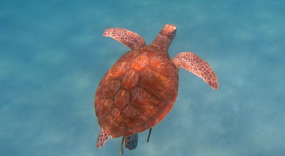 Summer Bay Resort Lang Tengah - turtle