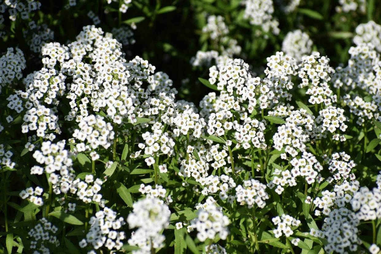 sweet alyssum beautiful white flowers in clusters