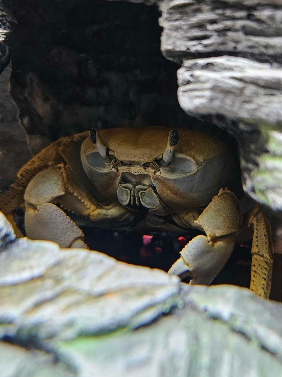 Howie the Crab