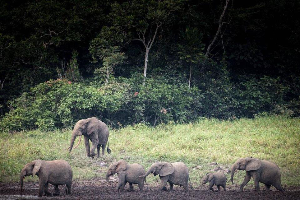 In mountain regions, 84% of endemic animals and plants face extinction in a 3C world, while on islands — already devastated by invasive species — the figure rises to 100%.  / Credit: Biological Conservation