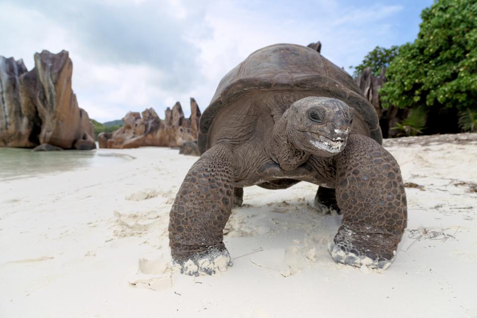 Giant Tortoise Curieuse Island. Photo courtesy - Chris Close.JPG