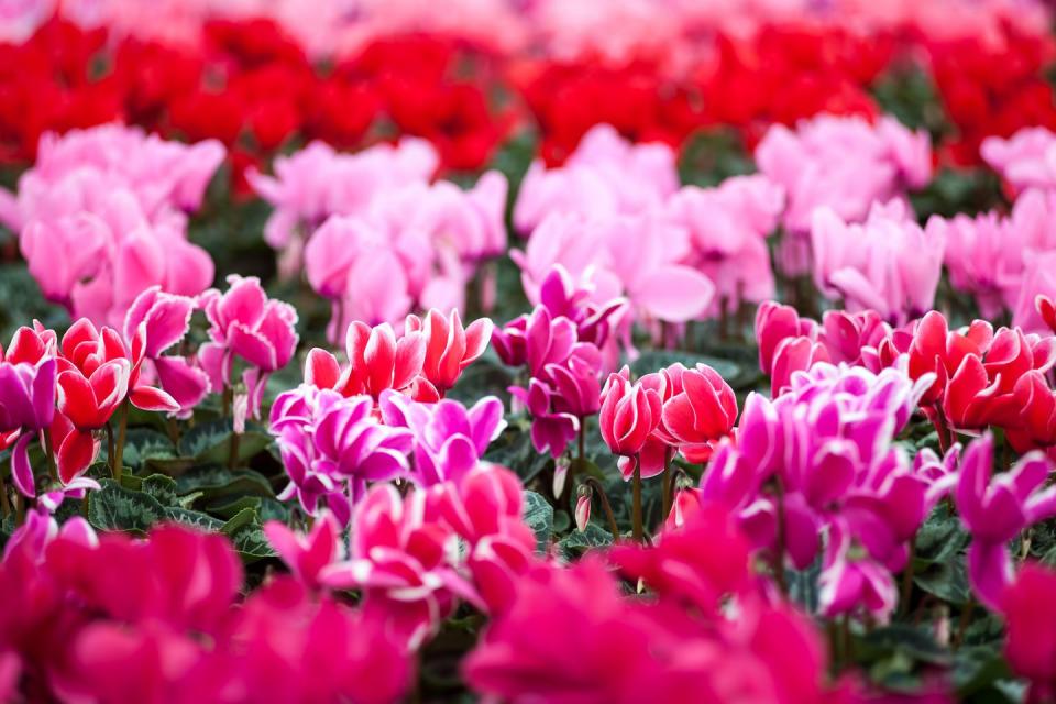 colorful red cyclamen flowers closeup in the garden