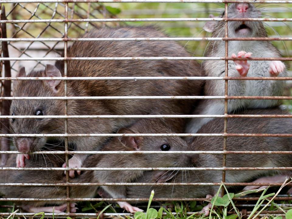 rats caged