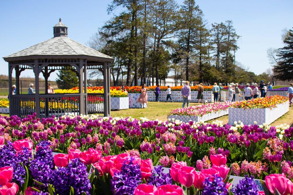 A gazebo and tulips in arrangements