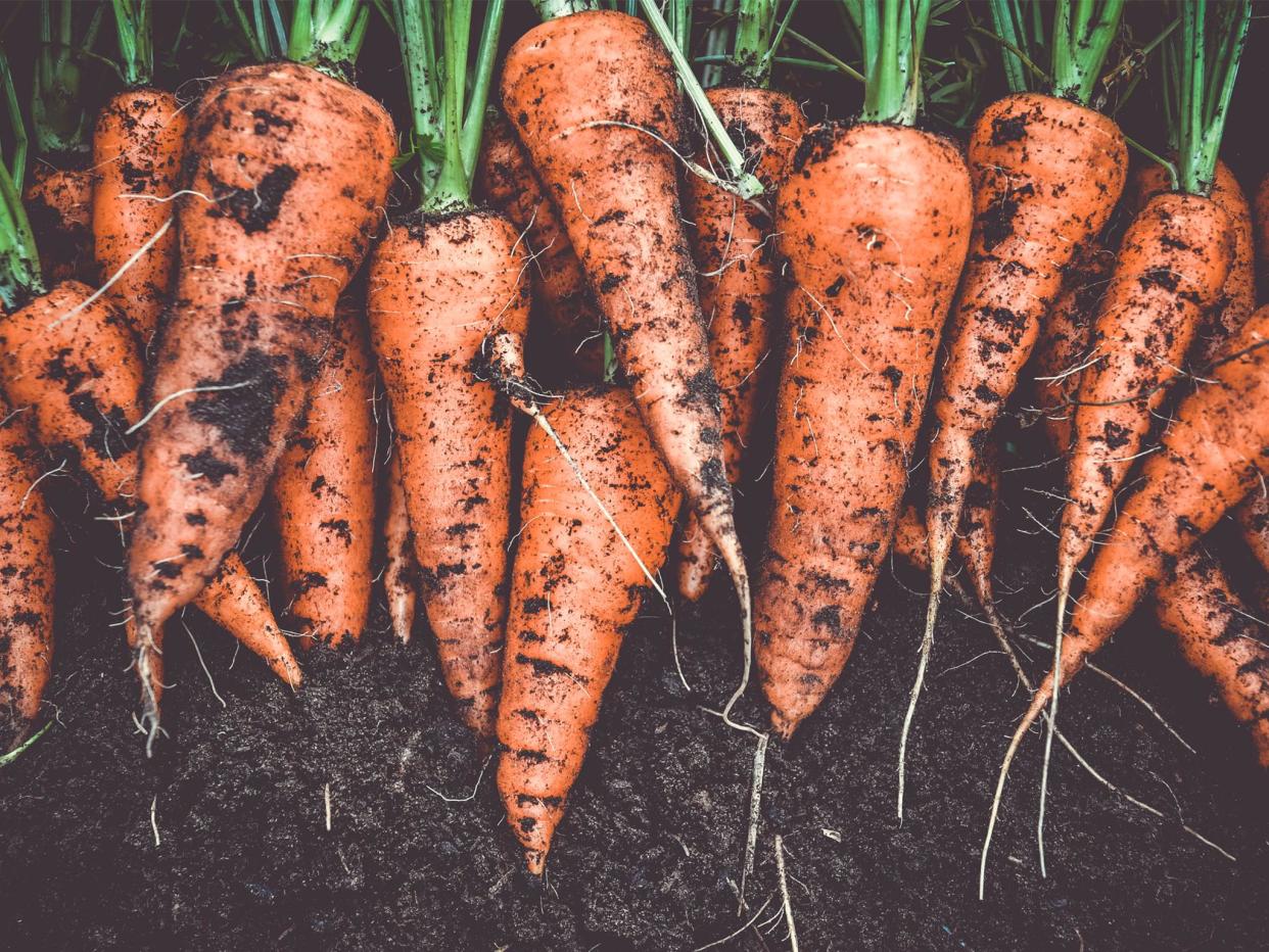 Guy Barter, chief horticulturist for the Royal Horticultural Society, reveals what to plant and where, to see a fruitful harvest (iStock)