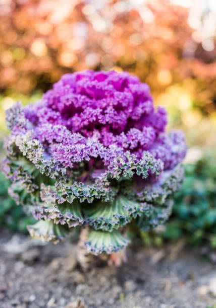 3) Ornamental Cabbage and Kale