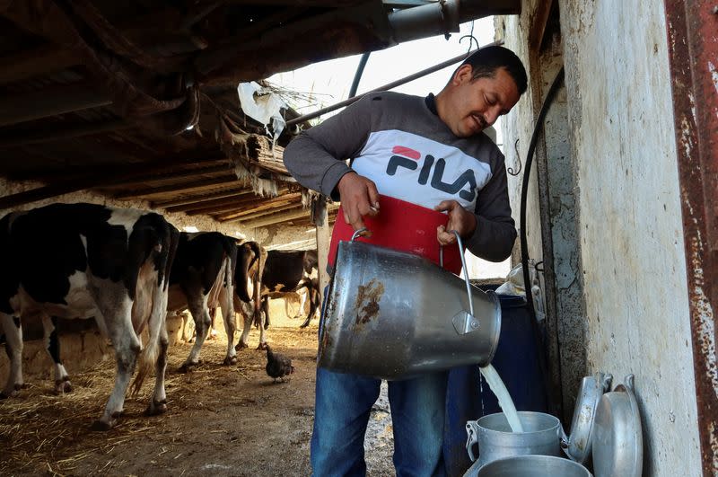 Tunisian dairy farmer Maher Gizmir pours milk at his farm in Kalaat Al Andalous
