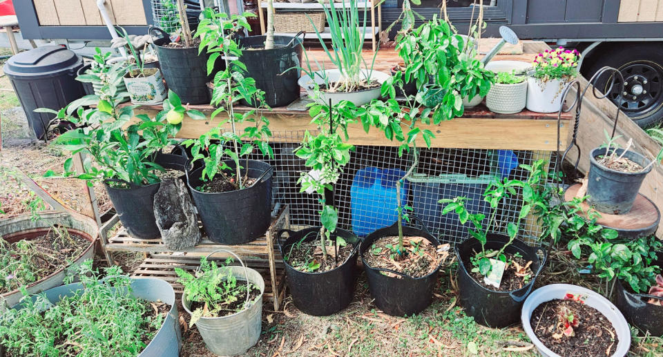 A range of plants to grow lettuce, lemons, limes, grapefruit, guava, strawberries and carrot.