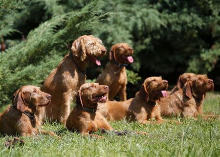 Wire-haired Vizslas await instructions at a kennel in Paty, 10 km west of Budapest July 17, 2013. REUTERS/Laszlo Balogh