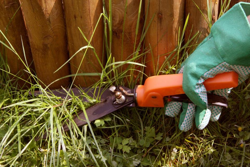 Trimming grass with pruning shears