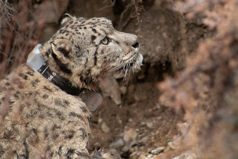 Zeborong, one of the two leopards fitted with the collars (PA)