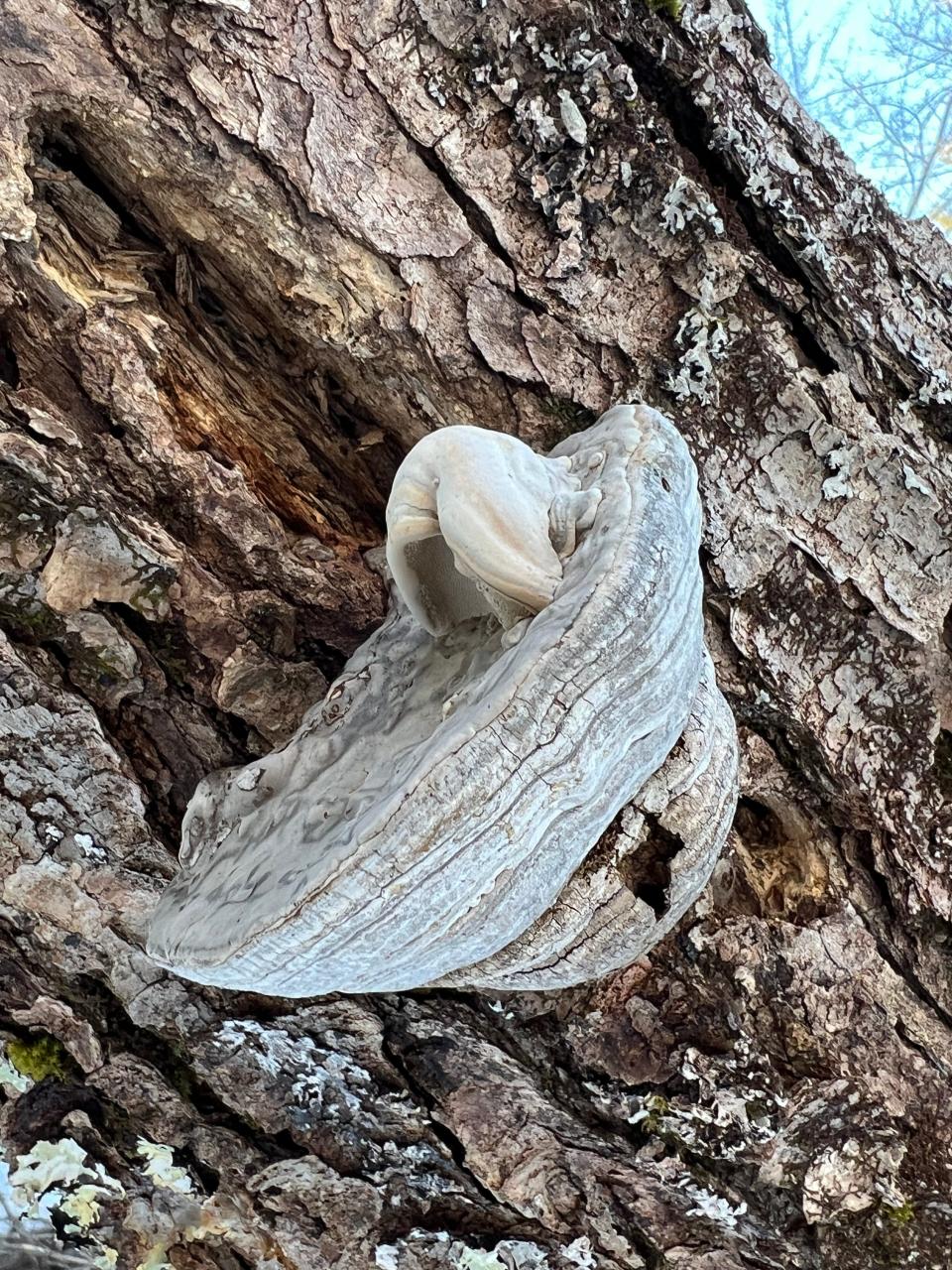 Big upside down old fungi with new one growing on it