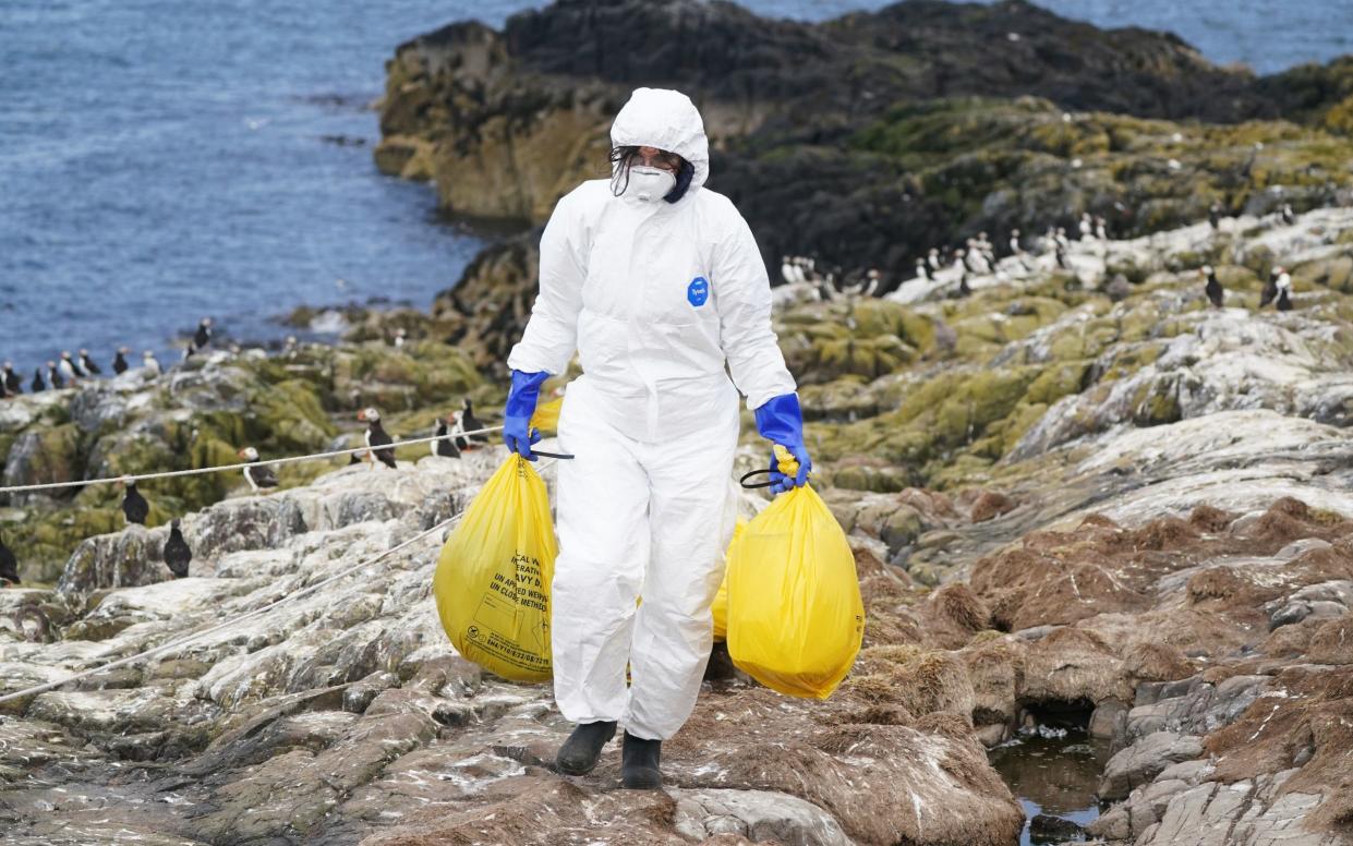 National Trust rangerclearing dead birds that died from the disease on one of the Farne Islands - Owen Humphreys