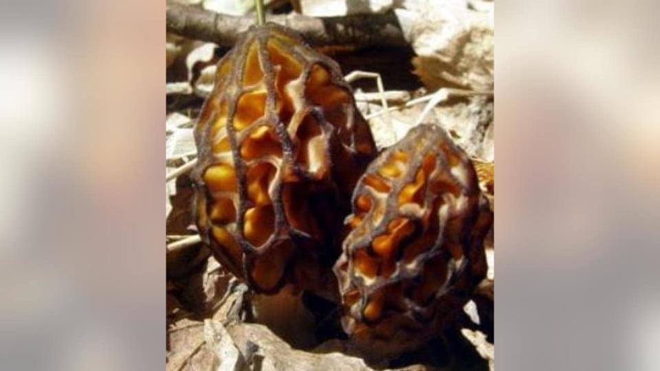 <div>A black morel (Photo: Michigan DNR)</div>