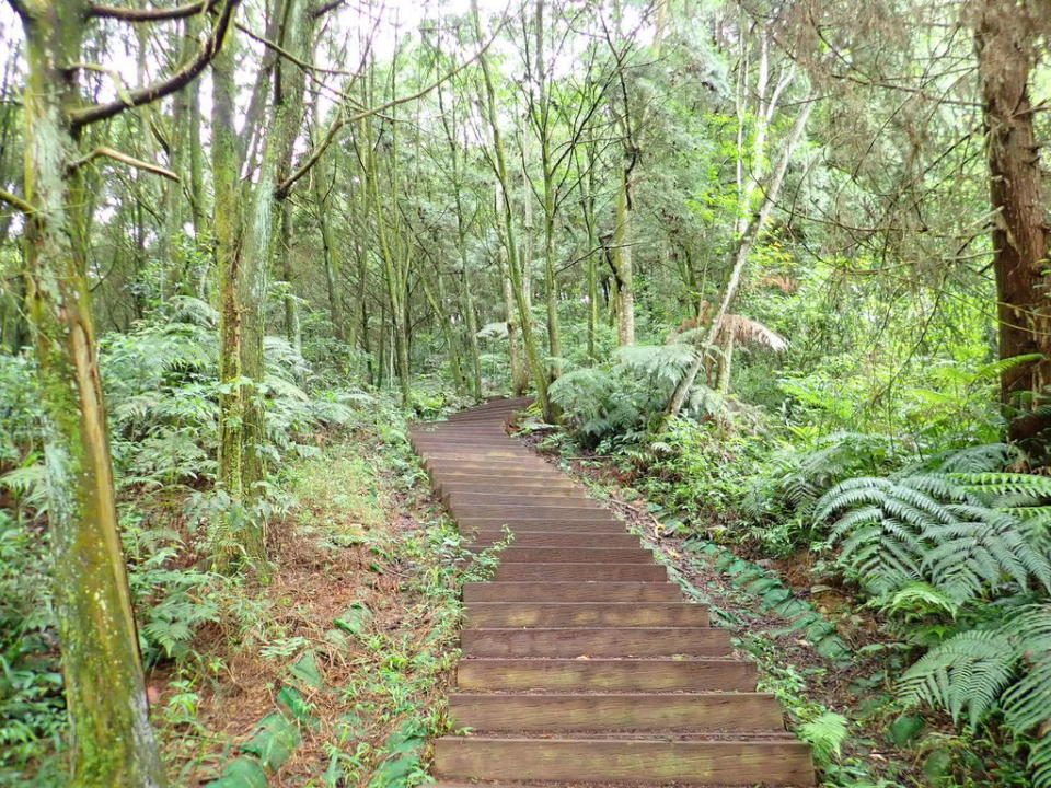 南投金龍山步道