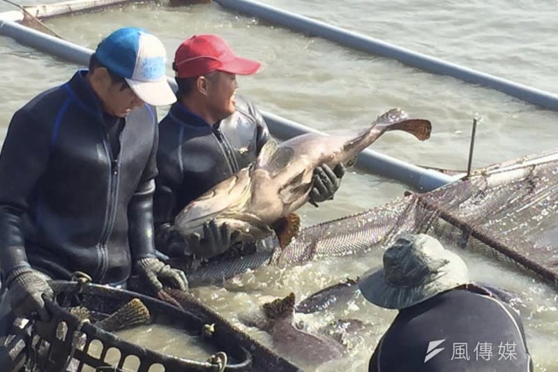 高雄石斑魚及虱目魚產量位居全台第二，魚貨經處理後的半熟加值冷鏈，由於烹調方便，頗受消費者歡迎。(圖／徐炳文攝)