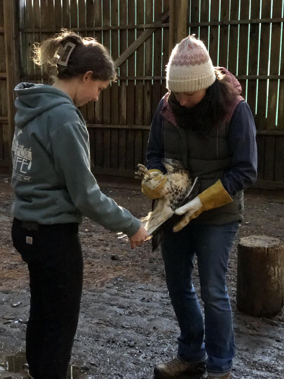 Shelley Spanswick, the medical clinic operations director at the Center for Wildlife in Cape Neddick, Maine, and Abby Schofield, a clinic coordinator, tend to a red-tailed hawk inside a rehabilitation enclosure on Tuesday, Dec. 19, 2023.