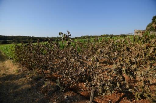 Winemakers believe the heatwave damage is a warning of worse to come as the planet warms