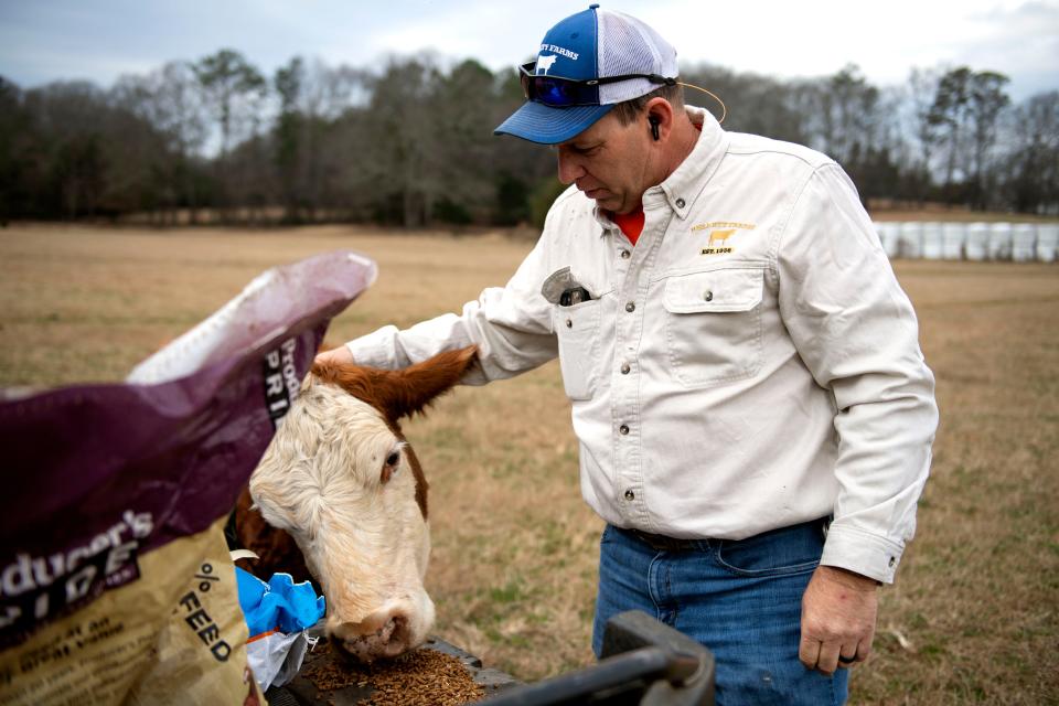 Allen Kellett, third-generation farmer and owner of Kellett Farms, pets one of his cows as he feeds from the back of his side-by-side UTV on his farm on Saturday, Feb. 10, 2024.