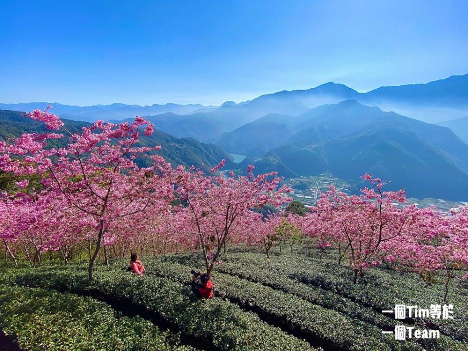 雲瀑裡的賞櫻秘境 武界部落海拔800公尺處的櫻海展望台