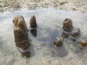 Brown sponge partially submerged. (Yahoo! Singapore/ Karen Vera)