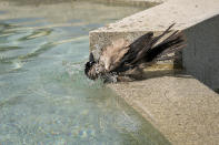 A bird cools itself at a public fountain in Belgrade, Serbia, Friday, June 21, 2024. A major hours long power outage hit much of the Balkans on Friday as the southern European region sweltered in an early heat wave that sent temperatures soaring to more than 40 C (104 F). (AP Photo/Darko Bandic)