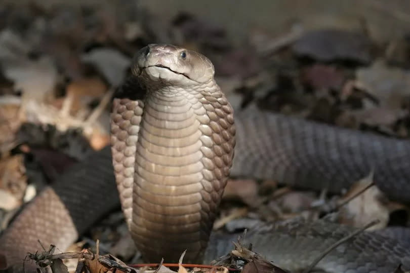 spitting cobra snake