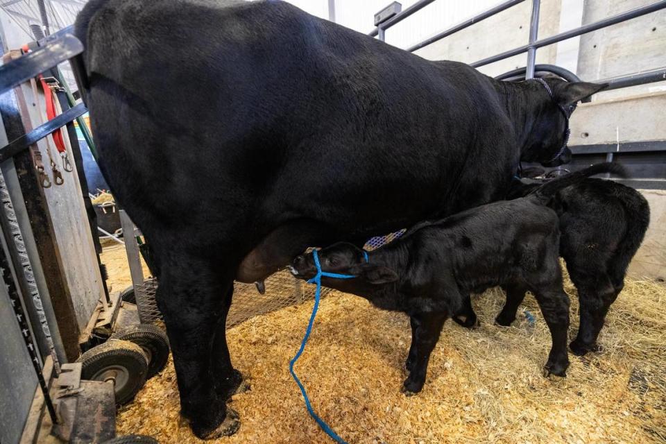 Abigail Leyland’s cow Tiana feeds her newborn twins in her pen in Cattle 2 at the Fort Worth Stock Show and Rodeo.