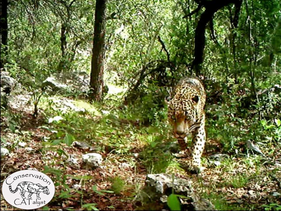 This still frame from the first publicly released video of the the jaguar known as El Jefe, shows the big cat roaming in a mountain range just south of Tucson more than six years ago.