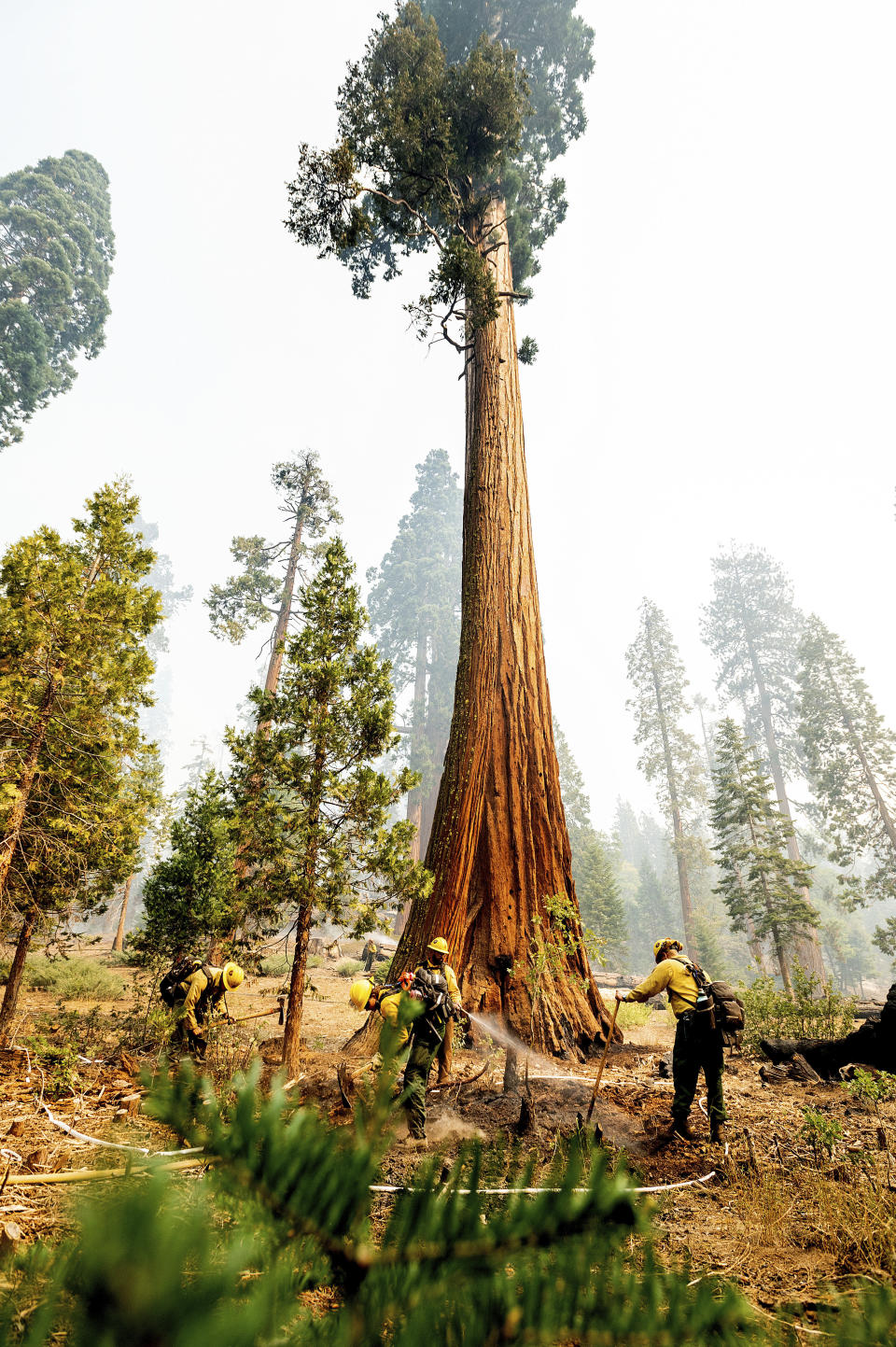 Firefighters mop up hot spots in the Trail of 100 Giants grove of the Sequoia National Forest, Calif., on Monday, Sept. 20, 2021. (AP Photo/Noah Berger)