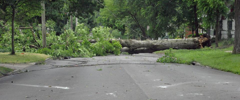 This large tree in the roadway kept traffic at bay on North Grant Street in Wooster.