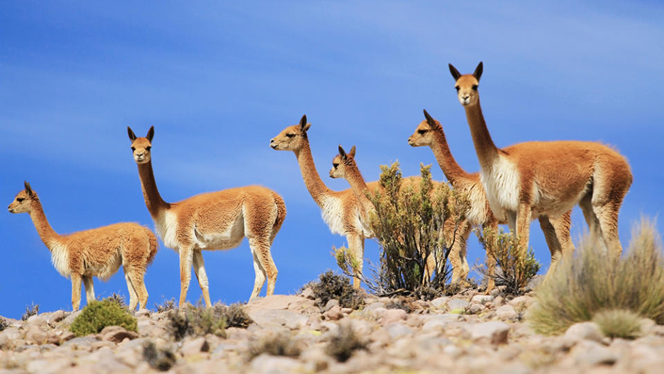 Group of vicunas (Chile Altiplano_