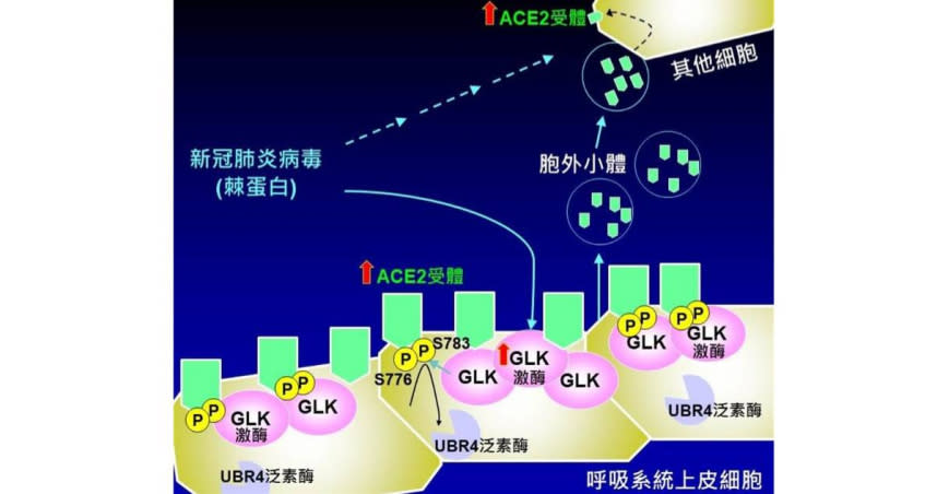 國家衛生研究院研究發現，細胞中的蛋白激酶MAP4K3（又稱GLK）是造成大規模感染的關鍵，同時也能解釋了新冠疫苗造成副作用的機制。（圖／國衛院提供）