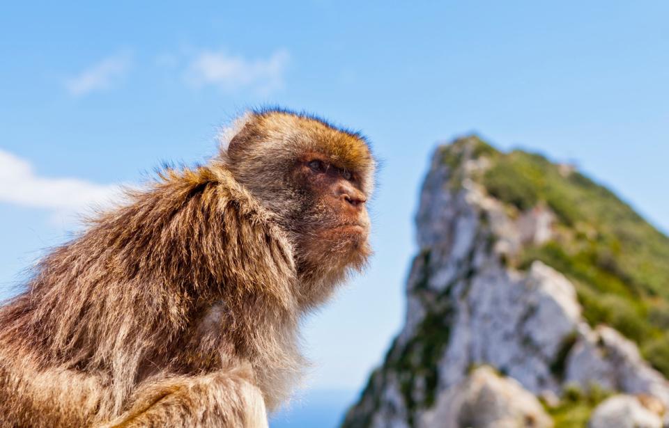 There are macaques atop the Rock - GETTY