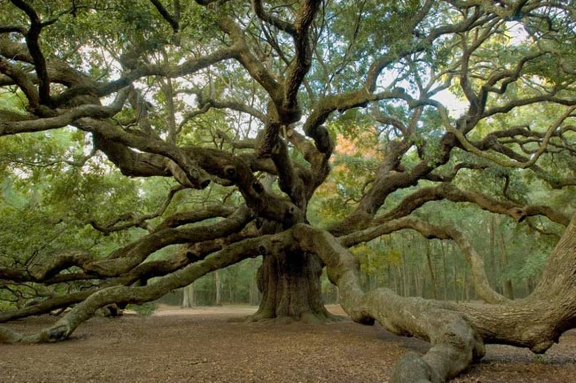The Angel Oak Tree, located on Johns Island, is at least 400 to 500 years old.