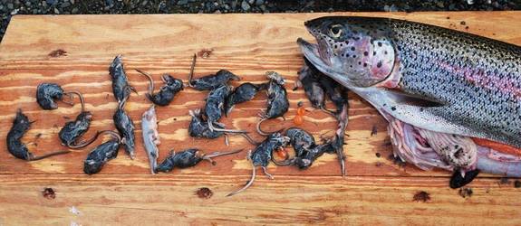 A 19-inch rainbow trout caught in Alaska's Kanektok River, within the Togiak National Wildlife Refuge, was found to contain nearly 20 shrews in August 2009.