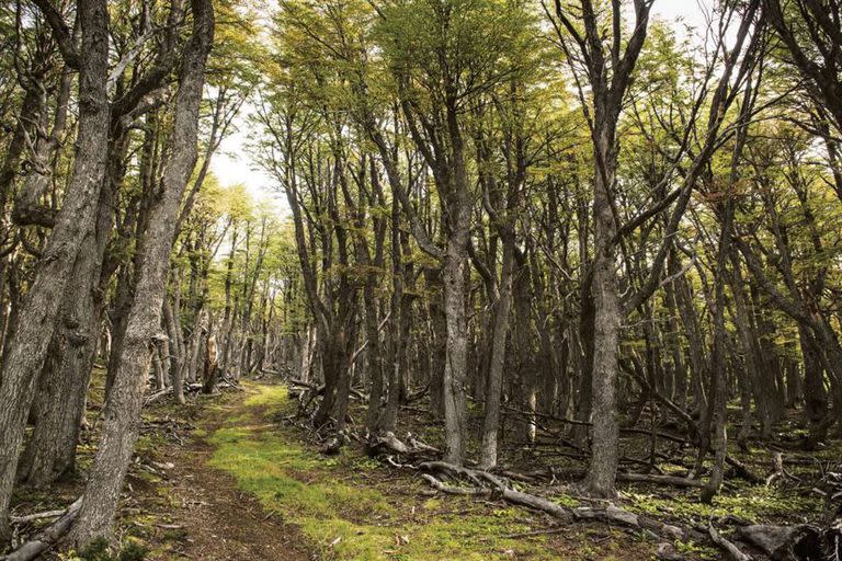 Los bosques nativos ayudan a preservar la biodiversidad