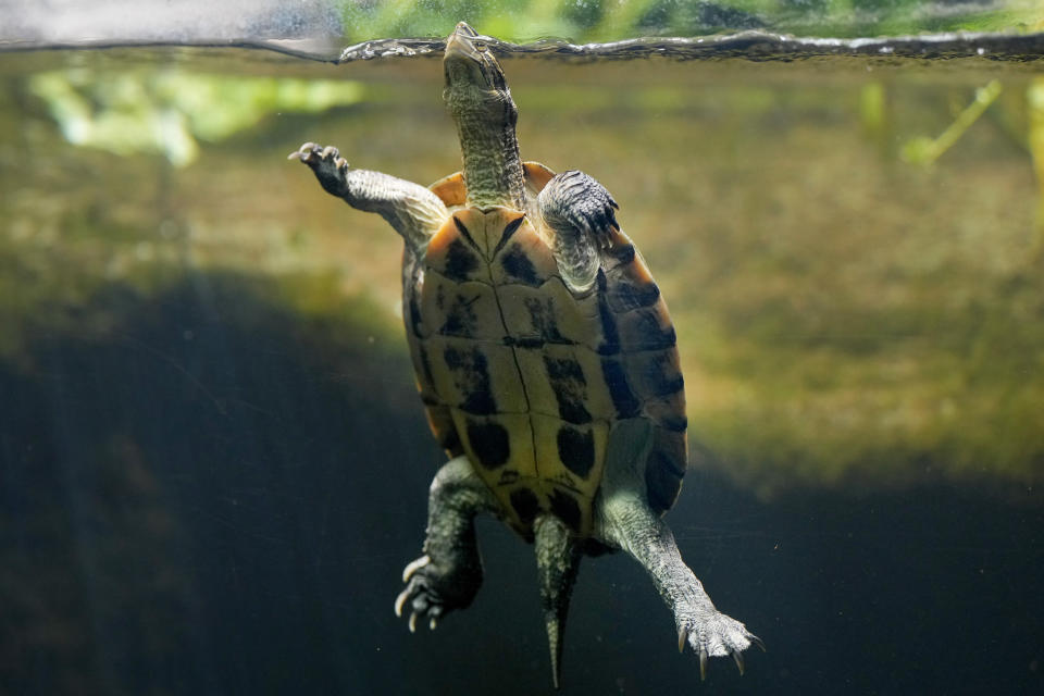 A Vietnamese Pond Turtle at London Zoo's new experience, The Secret Life of Reptiles and Amphibians ahead of its opening to the public on Friday March 29, in London, Monday, March 25, 2024. (AP Photo/Kirsty Wigglesworth)